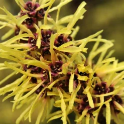 Toverhazelaar (Hamamelis Mollis) -Essentie Groen Verkoop vaem02437