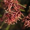 Toverhazelaar (Hamamelis Intermedia 'Ruby Glow')