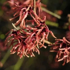 Toverhazelaar (Hamamelis Intermedia 'Ruby Glow')