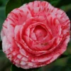 Camelia Als Leivorm (Camellia Japonica 'Giuseppe Traverso') -Essentie Groen Verkoop vaem07927