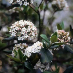 Sneeuwbal (Viburnum Burkwoodii) -Essentie Groen Verkoop viburkwo 14