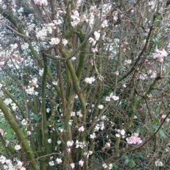 Sneeuwbal (Viburnum Bodnantense 'Charles Lamont') -Essentie Groen Verkoop viburnum bodn. charles lamont 1