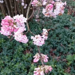 Sneeuwbal (Viburnum Bodnantense 'Dawn') -Essentie Groen Verkoop viburnum bodn. charles lamont 2 1