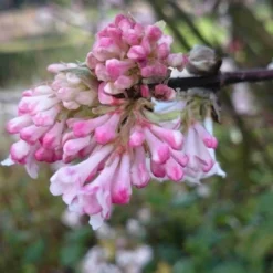 Sneeuwbal (Viburnum Bodnantense 'Charles Lamont') -Essentie Groen Verkoop viburnum bodn. charles lamont 3