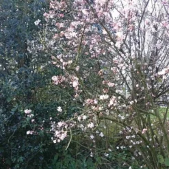 Sneeuwbal (Viburnum Bodnantense 'Charles Lamont') -Essentie Groen Verkoop viburnum bodn. charles lamont 4