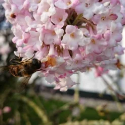 Sneeuwbal (Viburnum Bodnantense 'Charles Lamont') -Essentie Groen Verkoop viburnum bodn. charles lamont 5