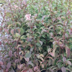 Sneeuwbal (Viburnum Bodnantense 'Dawn') -Essentie Groen Verkoop viburnum bodnantense dawn 5 1