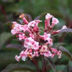 Sneeuwbal (Viburnum Bodnantense 'Dawn') -Essentie Groen Verkoop viburnum bodnantense dawn 6