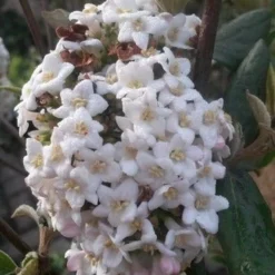 Sneeuwbal (Viburnum Burkwoodii) -Essentie Groen Verkoop viburnum burkwoodii2