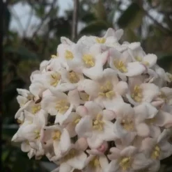 Sneeuwbal (Viburnum Burkwoodii) -Essentie Groen Verkoop viburnum burkwoodii3