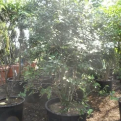 Sneeuwbal (Viburnum Burkwoodii) -Essentie Groen Verkoop viburnum burkwoodii 200 250 300 c240