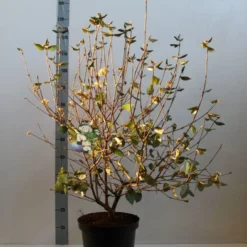 Sneeuwbal (Viburnum Burkwoodii) -Essentie Groen Verkoop viburnum burkwoodii 80 100 cm co. 7.5l kopie