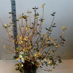 Sneeuwbal (Viburnum Burkwoodii) -Essentie Groen Verkoop viburnum burkwoodii 80 100 cm co. 7.5l v kopie