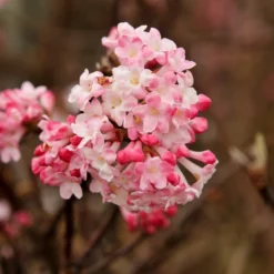 Sneeuwbal (Viburnum Bodnantense 'Charles Lamont')