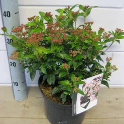 Groenblijvende Sneeuwbal (Viburnum Tinus 'Eve Price') -Essentie Groen Verkoop viburnum eve price c5 6 11 2018 2