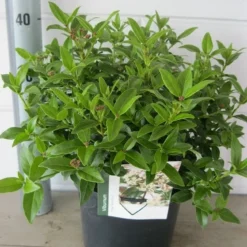 Groenblijvende Sneeuwbal (Viburnum Tinus 'Eve Price') -Essentie Groen Verkoop viburnum eve prise c5 14 9 2018 1