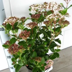 Sneeuwbal (Viburnum Tinus 'Lisa Rose') -Essentie Groen Verkoop viburnum lisarose c5 05 09 2017 1 1