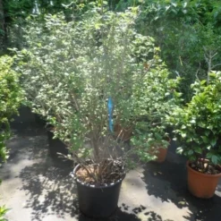 Sneeuwbal (Viburnum Opulus 'Roseum') -Essentie Groen Verkoop viburnum opulus roseum 150 175 200