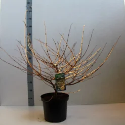 Sneeuwbal (Viburnum Plicatum 'Mariesii') -Essentie Groen Verkoop viburnum plic mariessii 80 10 cm co. 10l kopie