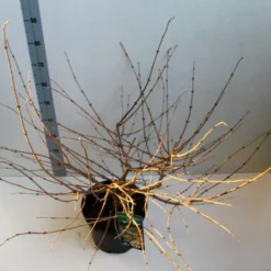 Sneeuwbal (Viburnum Plicatum 'Mariesii') -Essentie Groen Verkoop viburnum plic mariessii 80 10 cm co. 10lv kopie