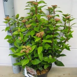 Sneeuwbal (Viburnum Tinus 'Spirit') -Essentie Groen Verkoop viburnum spirit c5 7 2 2019 1