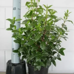 Sneeuwbal (Viburnum Tinus 'Spirit') -Essentie Groen Verkoop viburnum tinus 40 50 c3 april 2 2