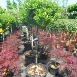 Sneeuwbal Op Stam (Viburnum Tinus 'Eve Price') -Essentie Groen Verkoop viburnum tinus eve price 100 110stam c35