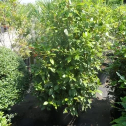 Groenblijvende Sneeuwbal (Viburnum Tinus 'Eve Price') -Essentie Groen Verkoop viburnum tinus eve price 125 150 c50 1