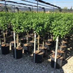 Sneeuwbal Op Stam (Viburnum Tinus 'Eve Price') -Essentie Groen Verkoop viburnum tinus eve price 50cm stem