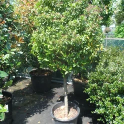 Sneeuwbal Op Stam (Viburnum Tinus 'Eve Price') -Essentie Groen Verkoop viburnum tinus eve price 70 80stam c50 extra
