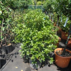Groenblijvende Sneeuwbal (Viburnum Tinus 'Eve Price') -Essentie Groen Verkoop viburnum tinus eve price 80 100 c20