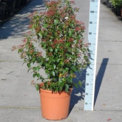 Groenblijvende Sneeuwbal (Viburnum Tinus 'Eve Price') -Essentie Groen Verkoop viburnum tinus eve price 80 100 c20