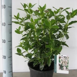 Groenblijvende Sneeuwbal (Viburnum Tinus 'Eve Price') -Essentie Groen Verkoop viburnum tinus eve price c3 september 2