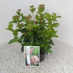 Sneeuwbal (Viburnum Tinus 'Lisa Rose') -Essentie Groen Verkoop viburnum tinus lisarose pbr