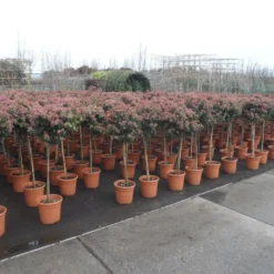 Sneeuwbal Op Stam (Viburnum Tinus 'Eve Price') -Essentie Groen Verkoop viburnum tinus op stam 2