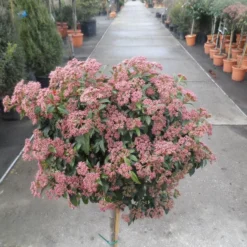 Sneeuwbal Op Stam (Viburnum Tinus 'Eve Price') -Essentie Groen Verkoop viburnum tinus op stam 3