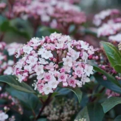 Sneeuwbal (Viburnum Tinus 'Spirit') -Essentie Groen Verkoop viburnum tinus spirit 03