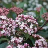 Sneeuwbal (Viburnum Tinus 'Spirit') -Essentie Groen Verkoop viburnum tinus spirit 05