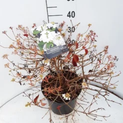 Sneeuwbal (Viburnum Plicatum 'Watanabe') -Essentie Groen Verkoop viburnum watanabe c10 v02