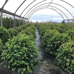 Sneeuwbal Als Bolvorm (Viburnum Tinus 'Eve Price') -Essentie Groen Verkoop viburnumtinuseveprice