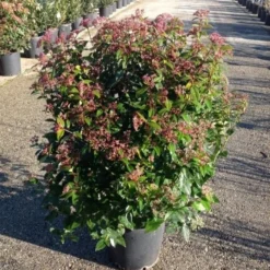 Sneeuwbal (Viburnum Tinus 'Spirit') -Essentie Groen Verkoop viburnumtinusgl03