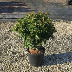 Sneeuwbal (Viburnum Tinus 'Spirit') -Essentie Groen Verkoop viburnumtinusspirit01