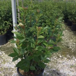 Sneeuwbal (Viburnum Tinus 'Spirit') -Essentie Groen Verkoop viburnumtinusspirit02