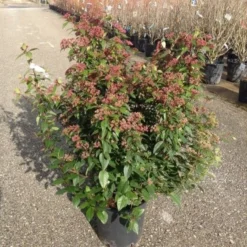 Sneeuwbal Als Bolvorm (Viburnum Tinus 'Spirit') -Essentie Groen Verkoop viburnumtinusspiritbol01