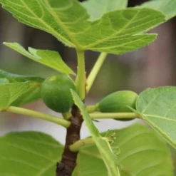 Vijg Als Solitair (Ficus Carica) -Essentie Groen Verkoop vijg 1 1