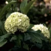 Sneeuwbal (Viburnum Opulus 'Roseum') -Essentie Groen Verkoop vioroseu 9