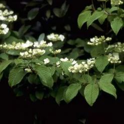 Sneeuwbal (Viburnum Plicatum 'Mariesii') -Essentie Groen Verkoop vipmarie 10