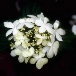 Sneeuwbal (Viburnum Plicatum 'Watanabe') -Essentie Groen Verkoop vipwatan 8