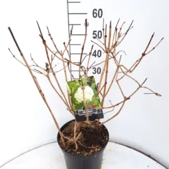 Sneeuwbal (Viburnum Opulus 'Roseum') -Essentie Groen Verkoop virburnum opulus roseum c10 v01