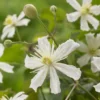 Bosrank (Clematis 'Paul Farges') -Essentie Groen Verkoop visi104254